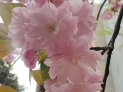 -罔极寺
