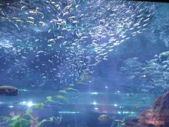 -海合安武汉极地海洋公园