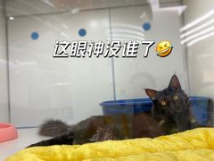 -1013 PET SHOP精品宠物商店(丁香店)