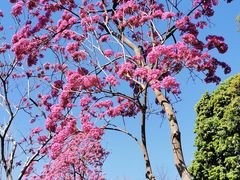 -红花山公园