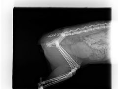 -艾贝尔宠物诊疗