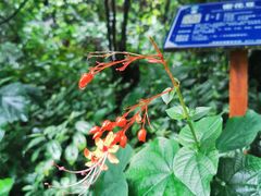-广西壮族自治区药用植物园
