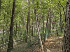 -帽儿山风景区