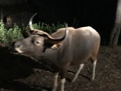 -清迈夜间动物园