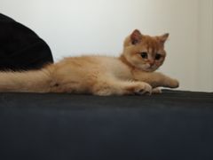 -猫十亿·布偶金渐层·曼基康矮脚猫舍(青年路店)