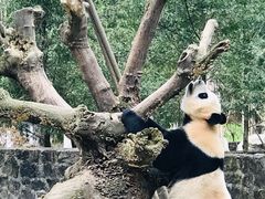-都江堰中华大熊猫苑