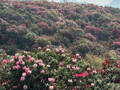 -贵州百里杜鹃风景名胜区