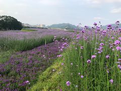 -光明小镇欢乐田园
