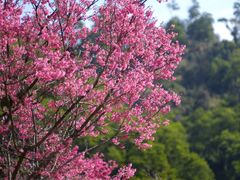 -深圳仙湖植物园
