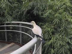 -新加坡飞禽公园