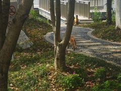 -金鸡湖桃花岛