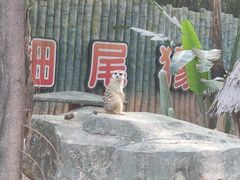 -深圳野生动物园