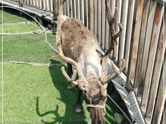 -北京鹿世界主题园