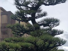 -滨千鸟之汤 海舟