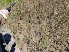 -吴淞炮台湾湿地森林公园烧烤区