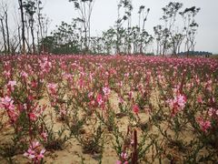 -白鹭湾湿地公园