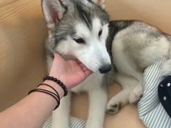 -Husky Go! 哈士奇体验馆·宠物咖啡厅狗咖