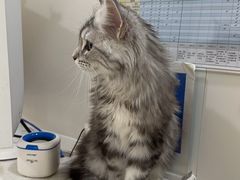 -佳雯宠物医院·皮肤科·内外科(春晓路分院)