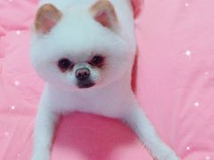 -八公叔叔宠物美容连锁(春申店)