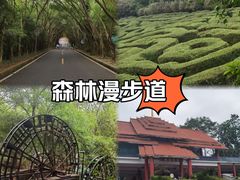 -大屏嶂森林公园