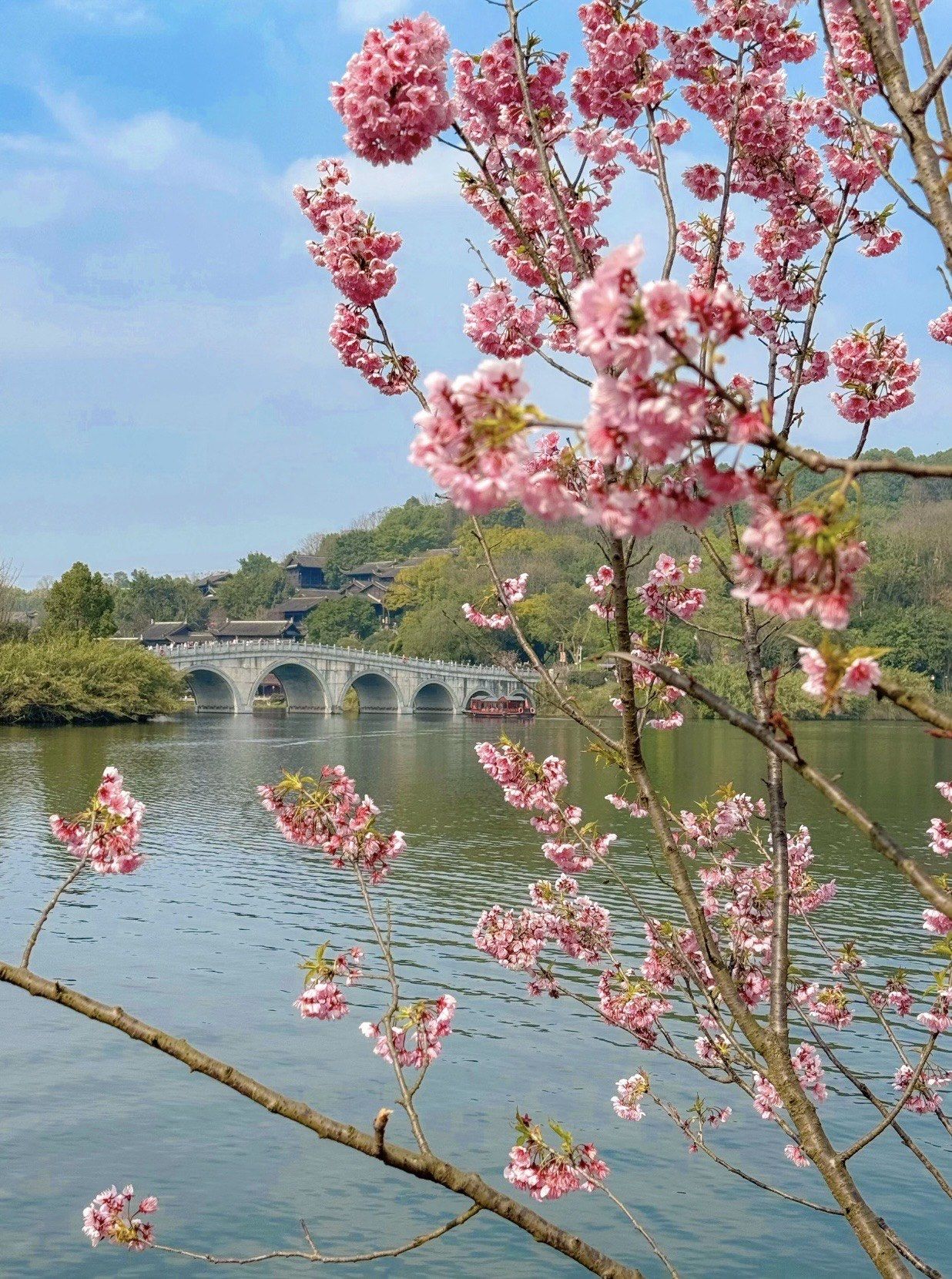 看樱花的季节到了 上次去了南山 听说园博