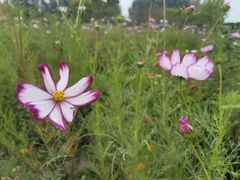 -野鸭湖国家湿地公园