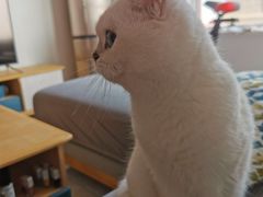 -宠爱国际动物医院· 猫科· 外科·中兽医(长白店)