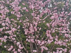 -上海滨江森林公园