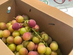 -巴城镇马料江村葡萄园