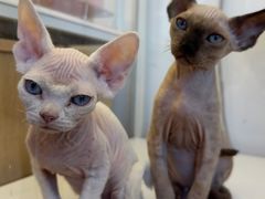 -翊宠yipet猫狗购宠庄园犬舍•猫舍