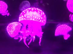 -烟台海昌鲸鲨海洋公园