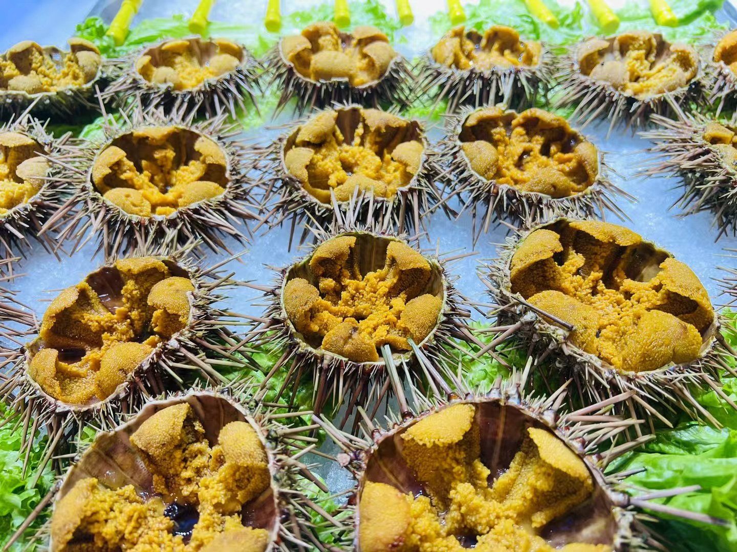 这个季节,大连小平岛海域的黄海胆特别肥