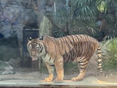 -清迈夜间动物园