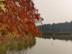 景点-上海海湾国家森林公园