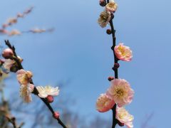 -梅花山(明孝陵内)