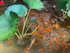 -苏浙徽·江南荟·本味融合菜(相城方圆里店)