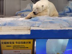 -大连圣亚海洋世界