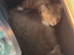 -佳雯宠物医院·皮肤科·内外科(春晓路分院)