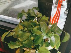 -鸽子窝(宋庄店)