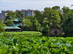 -桂湖森林公园