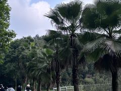 -铁山坪森林公园