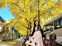 -三里屯东五街银杏大道