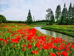 -花开海上生态园