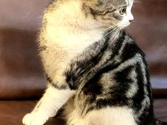 -MOCHA明星猫咖(田子坊店)