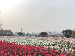 -荷兰花海