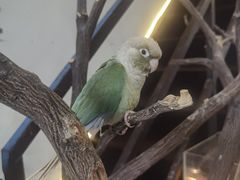 -深圳鸟咖鹦花岛