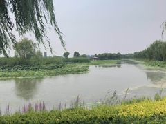 -白洋淀景区