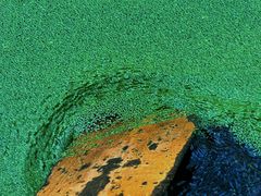 -渌洋湖湿地公园