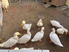 -HERRE·FARM 赫尔露营农场·团建聚会包场