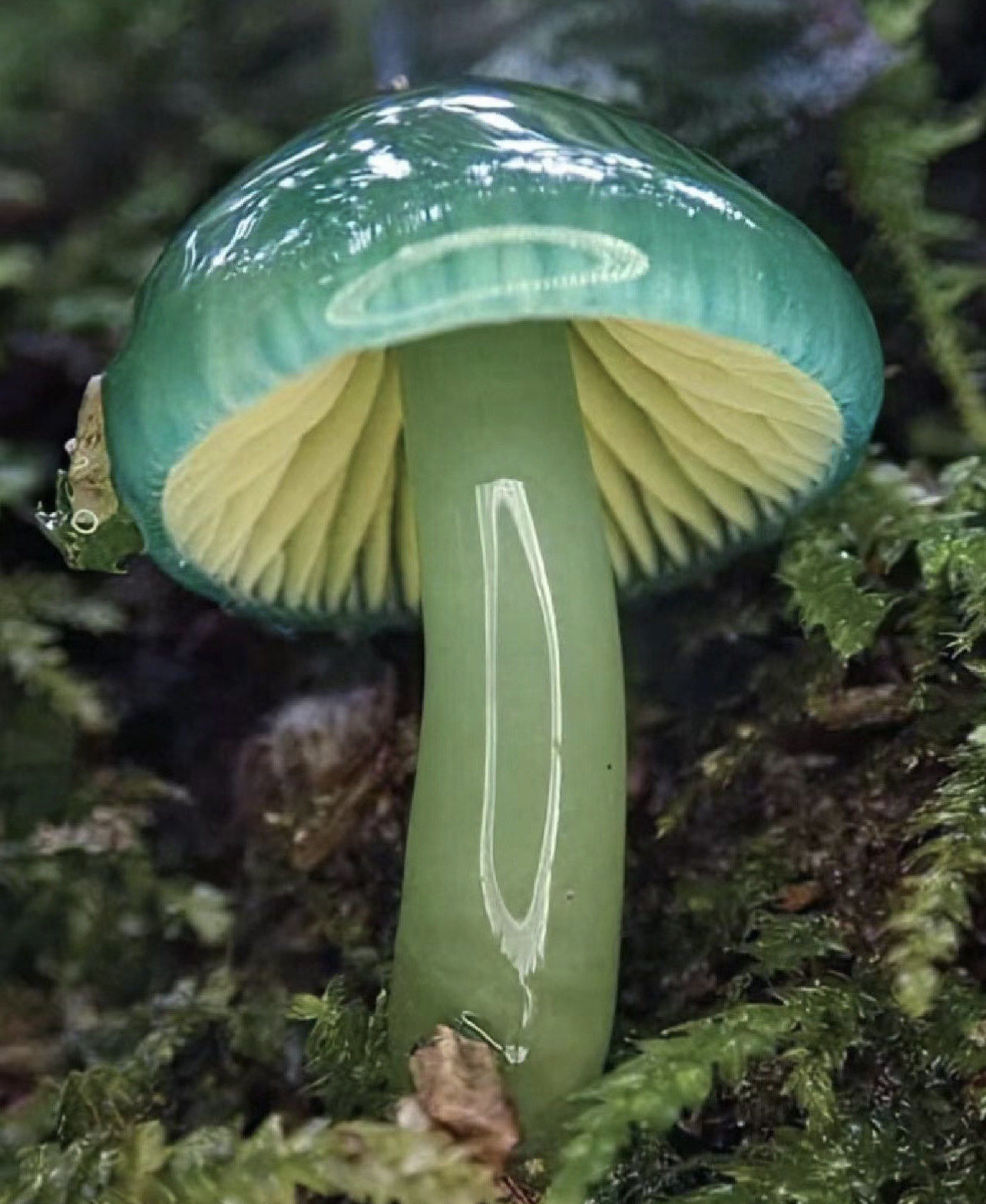 菌丨号 鹦鹉蜡冠菌\\n\\ng外文名parrot waxcap mushroom\\n\\n简介